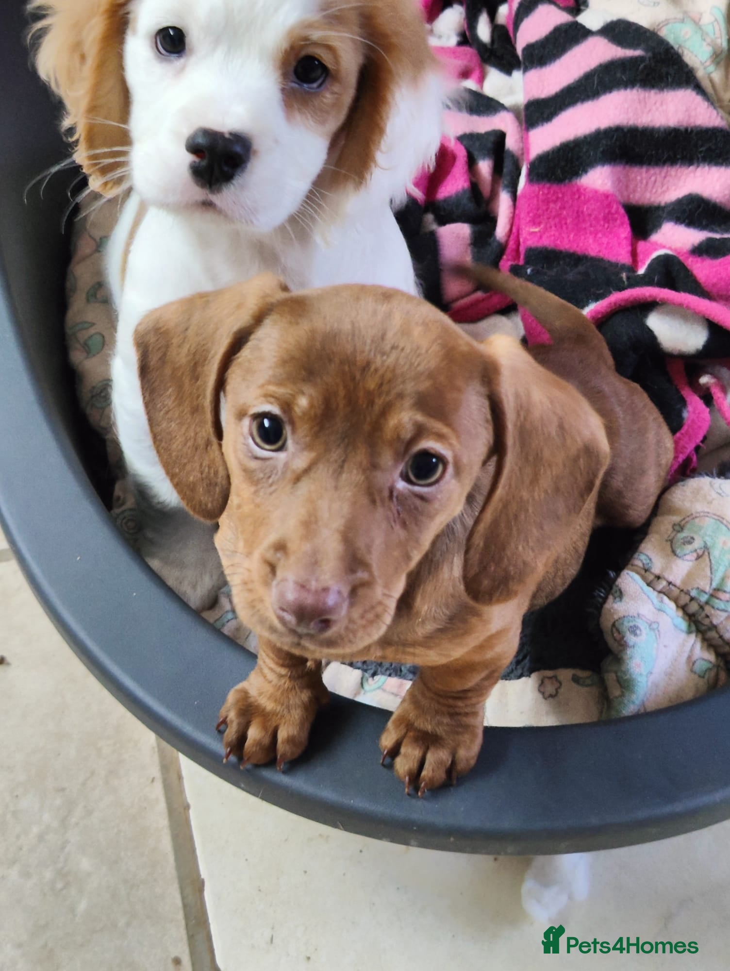 Dachshund dogs **Ready Now!** Beautiful Dachshunds ❤️❤️ - Advert 1