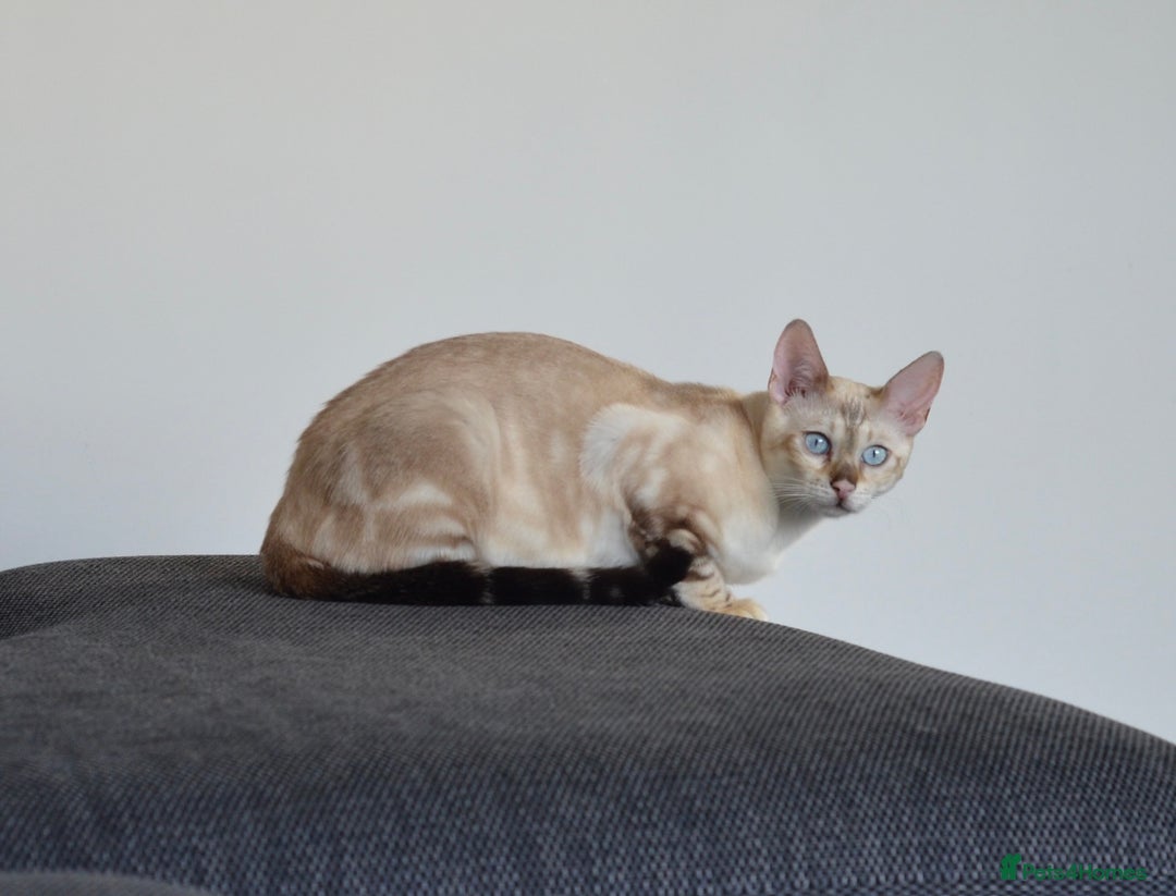 Bengal cats for sale: 🧬LIMITED BENGAL KITTENS DUE JAN🧬 - Advert 5