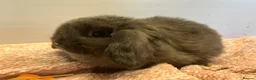 Mini Lop rabbits for sale: Stunning pure mini lops  - Advert 7