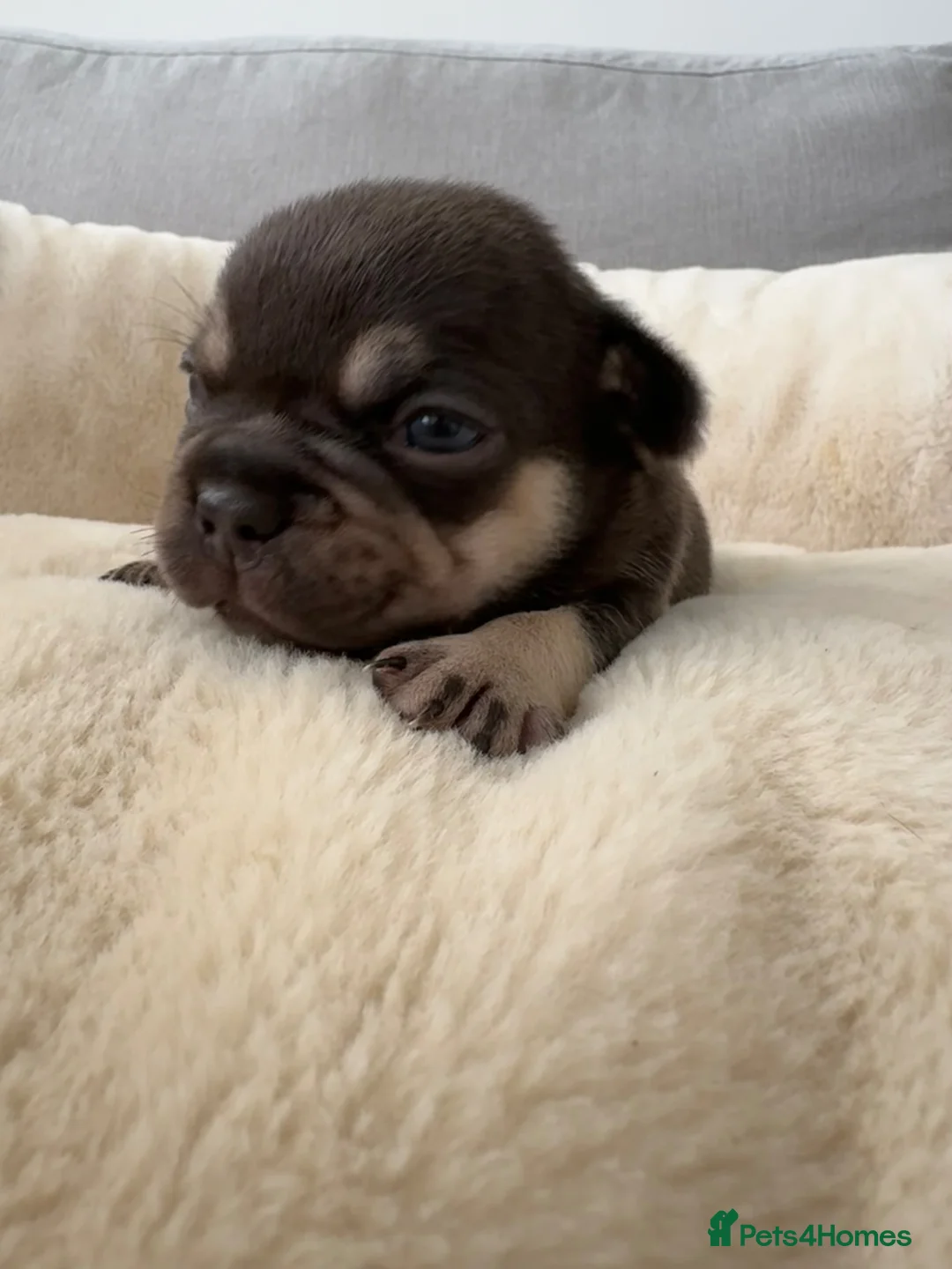 French Bulldog dogs for sale: Outstanding French Bulldog puppies  - Advert 1