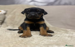 Dobermann dogs for sale: F1b Working dobermanns  - Image 10