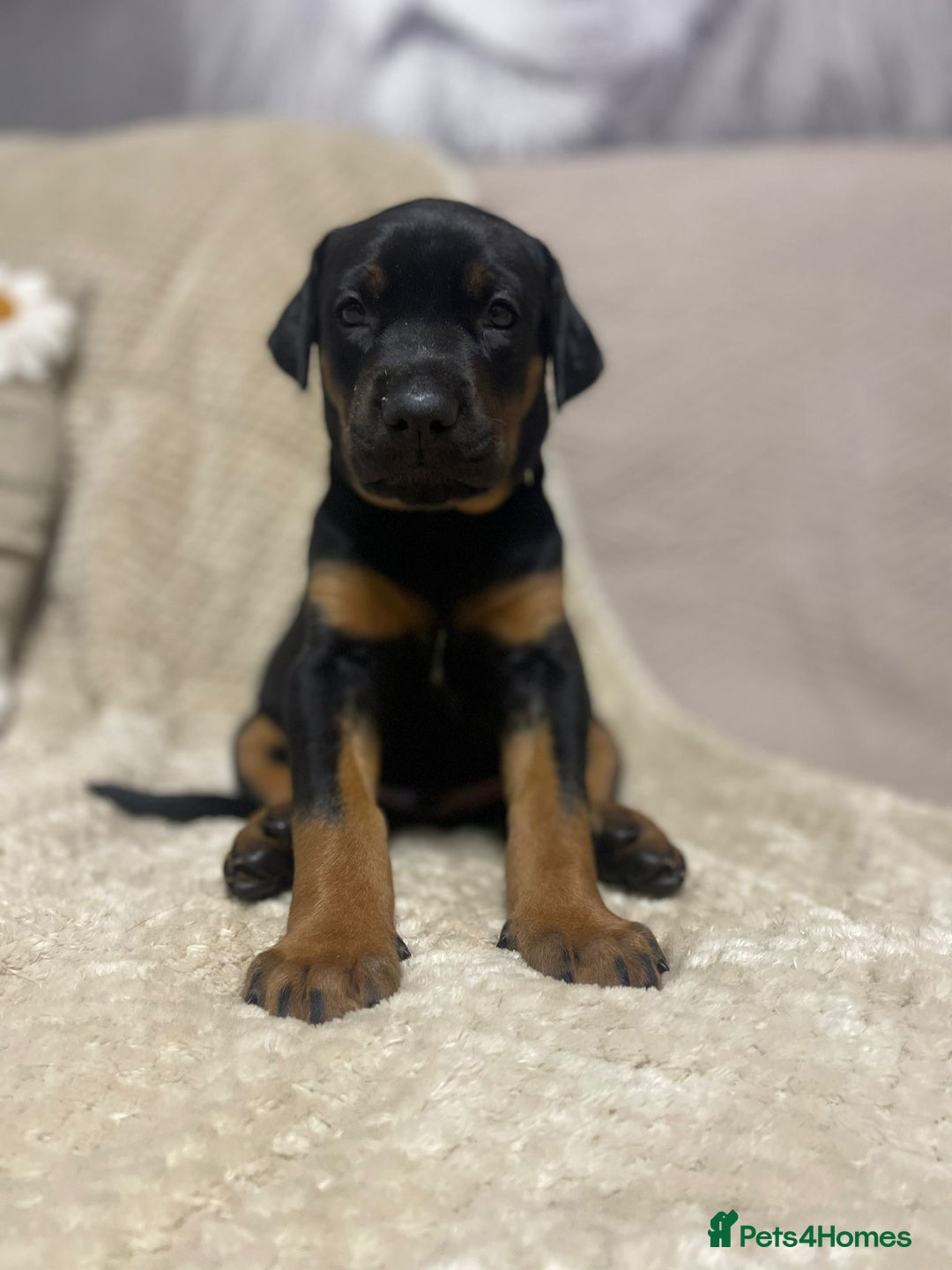 Dobermann dogs for sale: F1b Working dobermanns  - Image 10