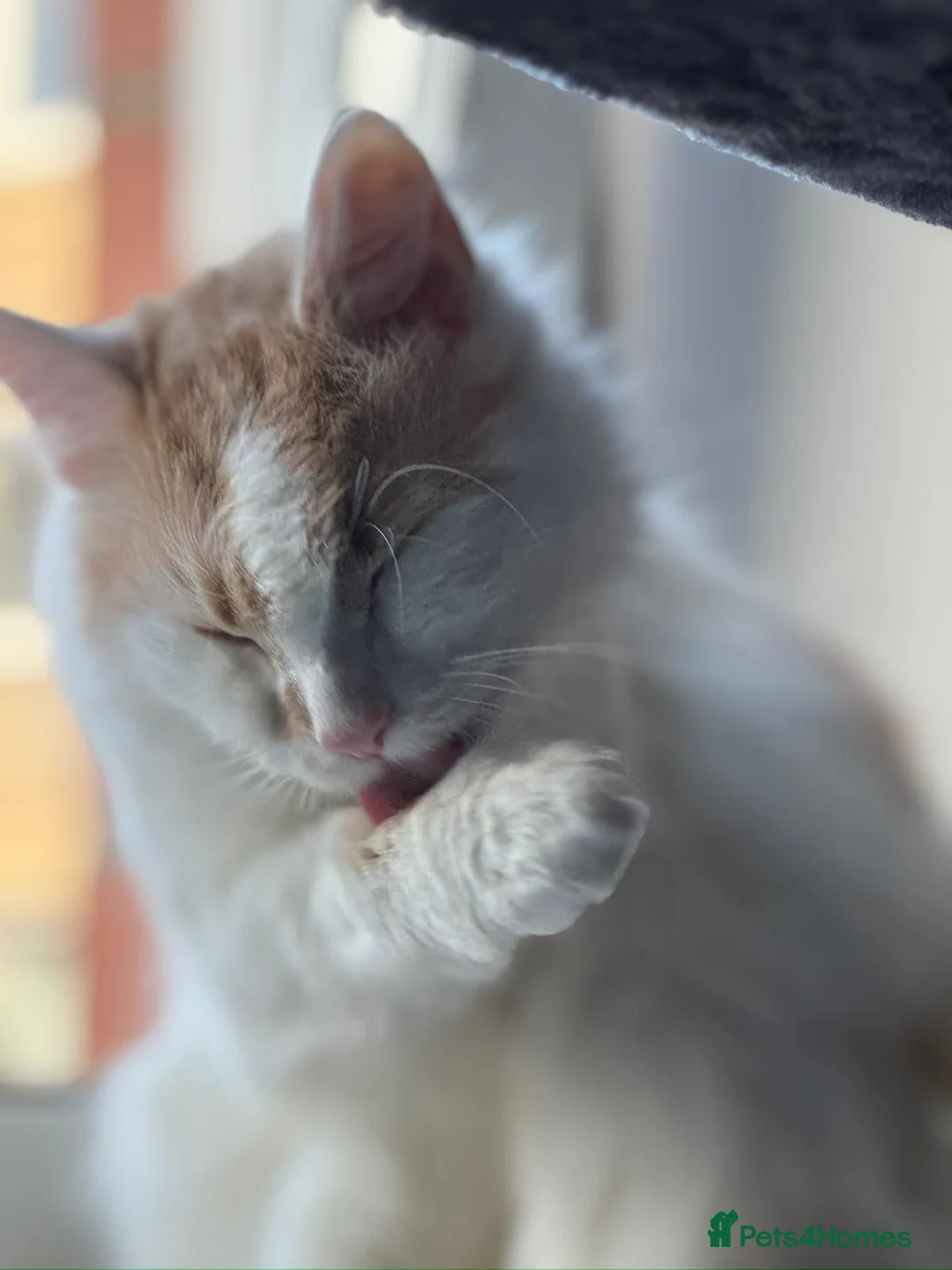 Mixed Breed cats for sale: Gorgeous Long-Haired Indoor Cat Friendly & Trained in Edinburgh - Advert 2