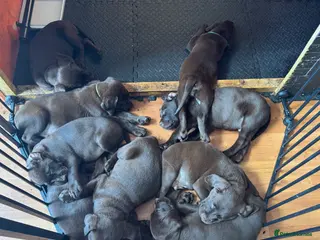 Labrador Retriever dogs PUPPIES 10 WEEKS OLD CAN LEAVE NOW! - Advert 1