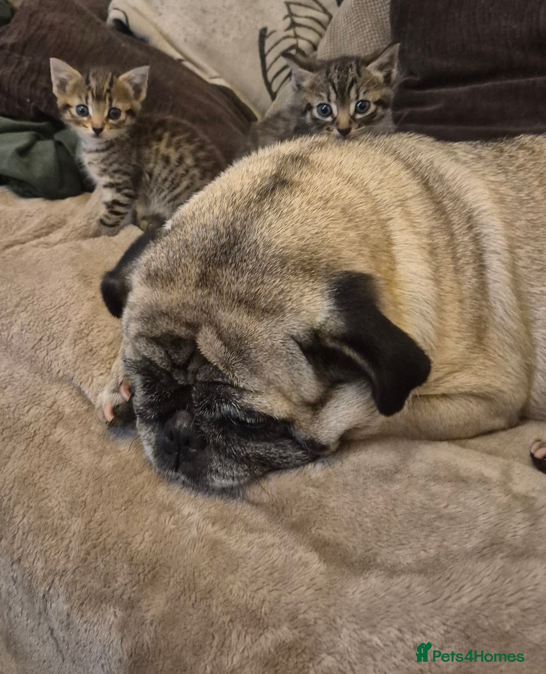 Mixed Breed cats for sale: kittens for sale  - Image 7