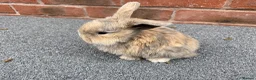 Mini Lop rabbits for sale: STUNNING PURE BREED MINI LOPS AMAZING COLOURS  - Advert 9