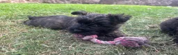 Cairn Terrier dogs for sale: KC Registered Cairn Terrier Pups - Advert 7