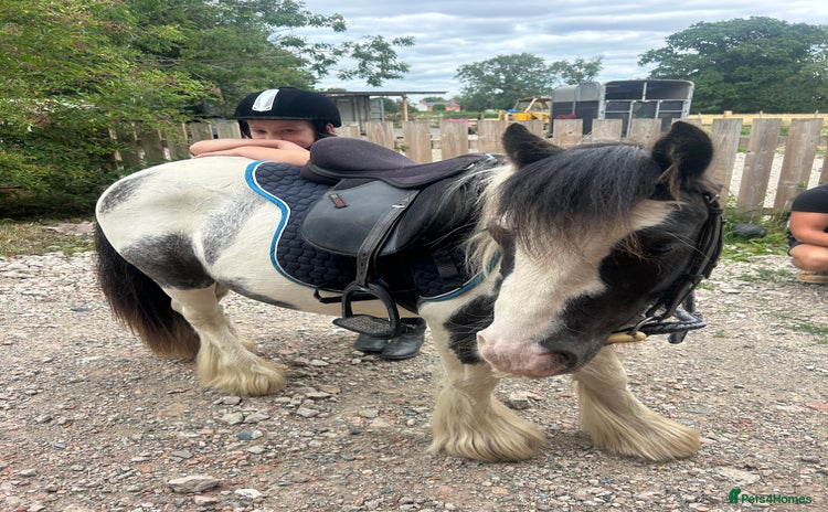 Miniature horses - Advert 1
