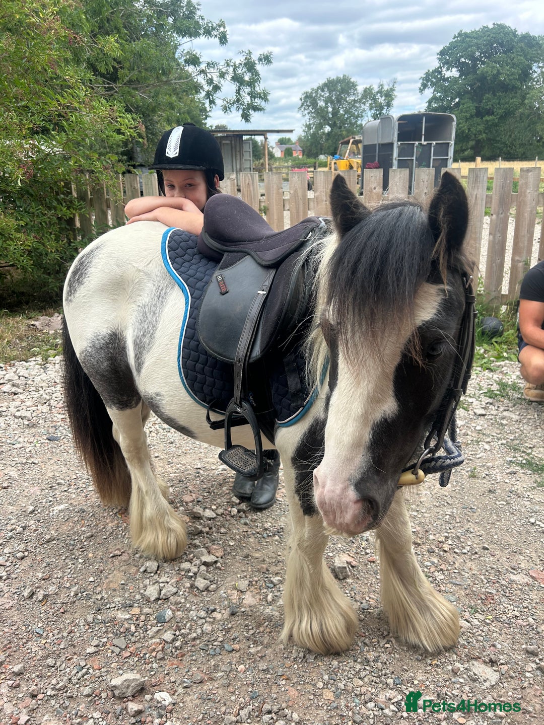Miniature horses for sale: Mini cob gelding  - Image 1