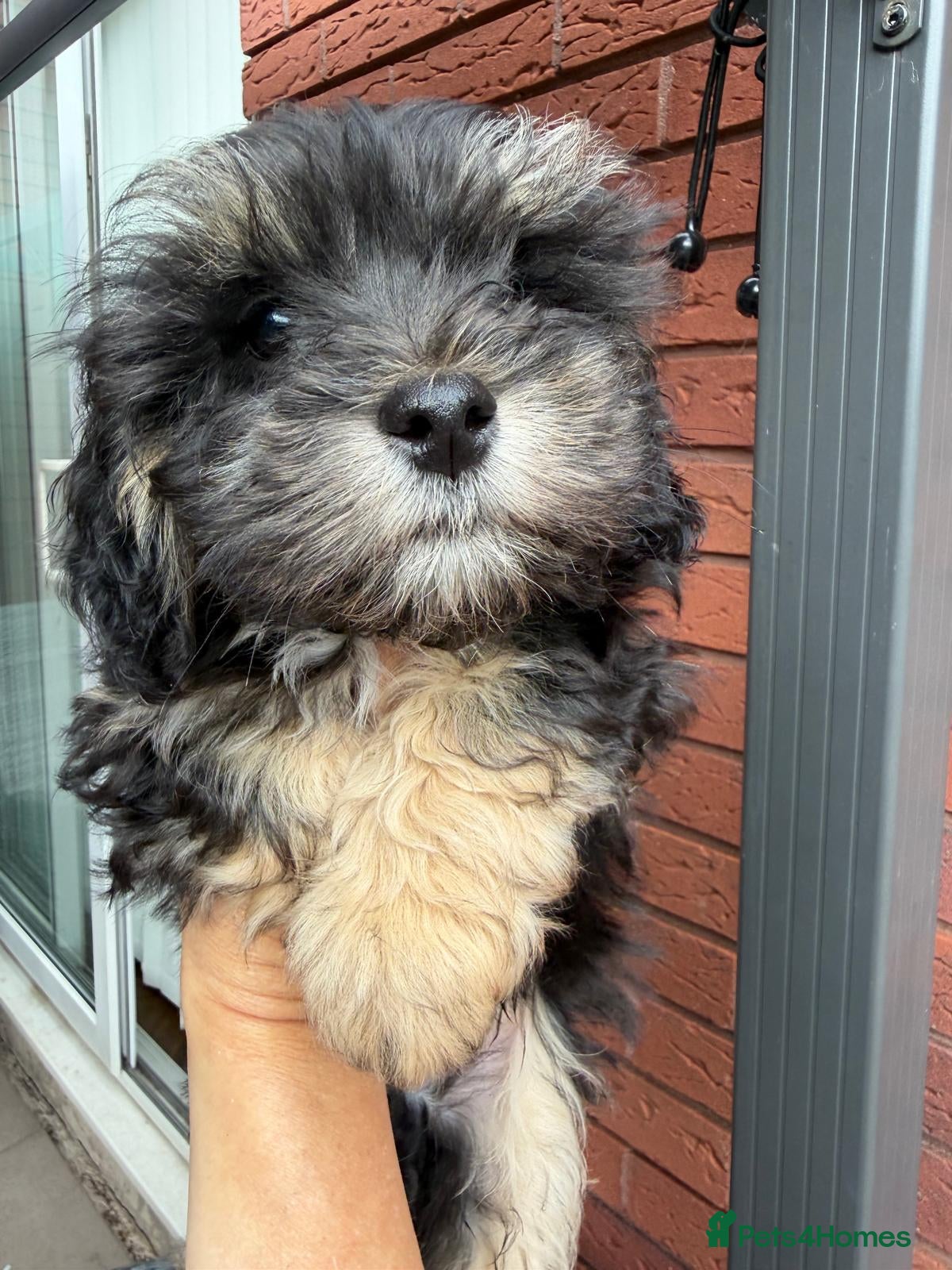 Lhasapoo dogs Lhasapoo 1 boy available - Advert 5