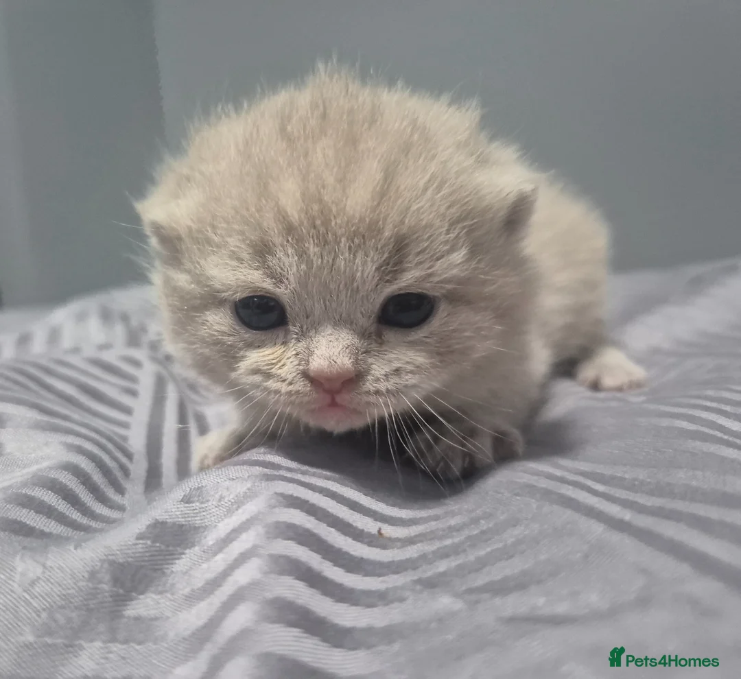 British Shorthair cats for sale: ☆☆ prestige chunky & solid british shorthairs ☆☆ - Advert 12