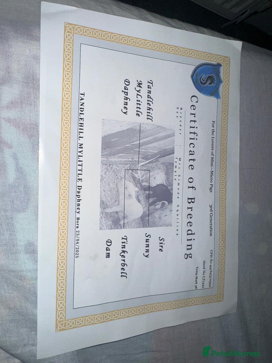 Pig livestock for sale: Female micro pig to a good home - Advert 2