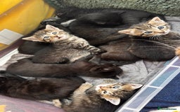 Mixed Breed cats for sale: Beautiful kittens 🐈‍⬛  - Image 6