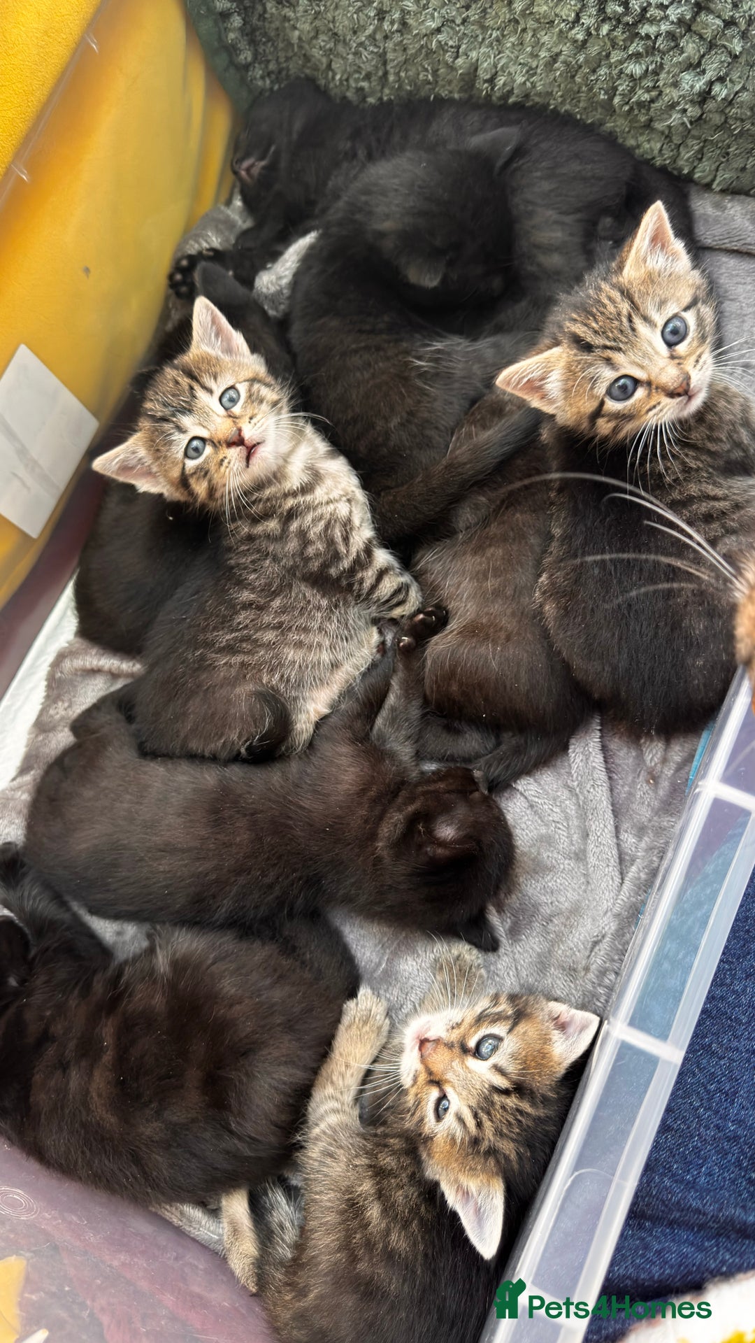 Mixed Breed cats for sale: Beautiful kittens 🐈‍⬛  - Image 6