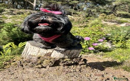 Shih Tzu dogs for sale: SHIT TZU grey puppy - Image 6