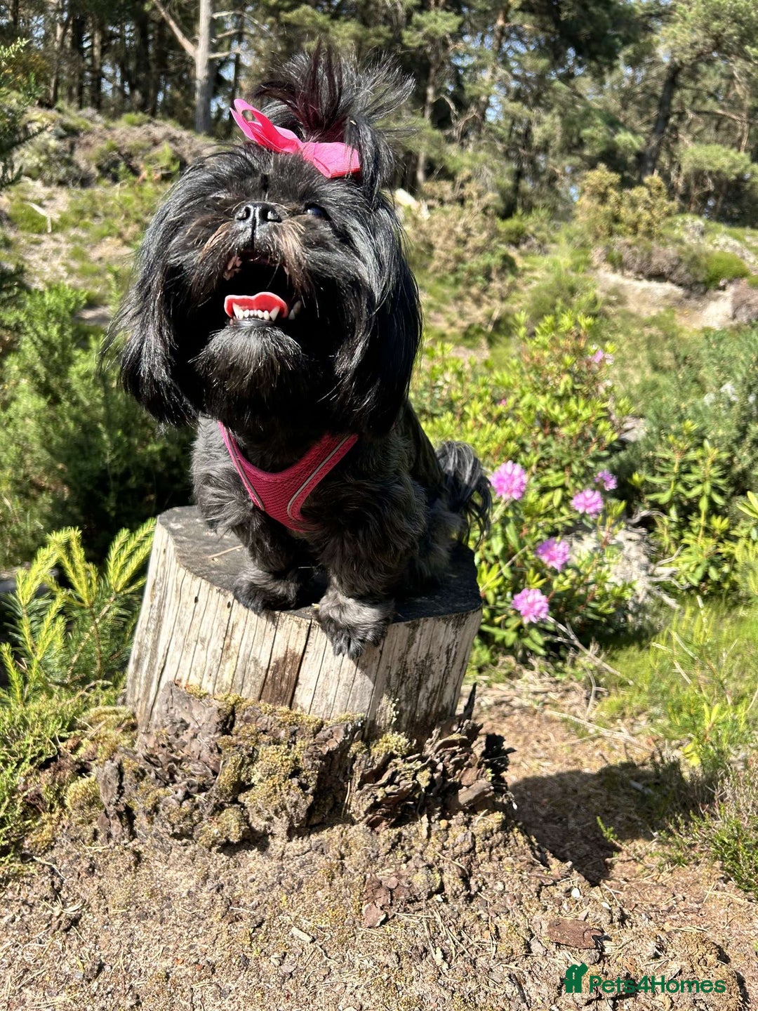 Shih Tzu dogs for sale: SHIT TZU grey puppy - Image 6