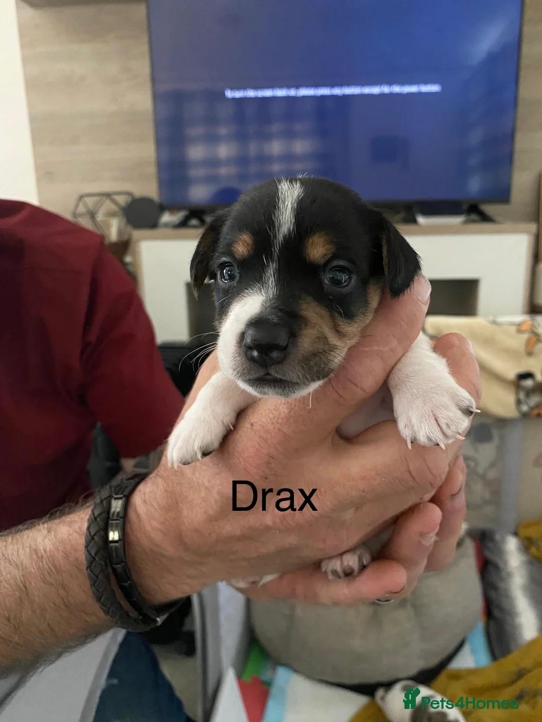 Jack Russell dogs for sale: Jack Russell puppies in Witney - Advert 2