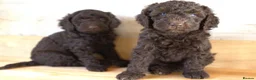 Australian Labradoodle dogs for sale: 🌈 Dark Chocolate (phantom) & Cream Girls ❤️ - Advert 10