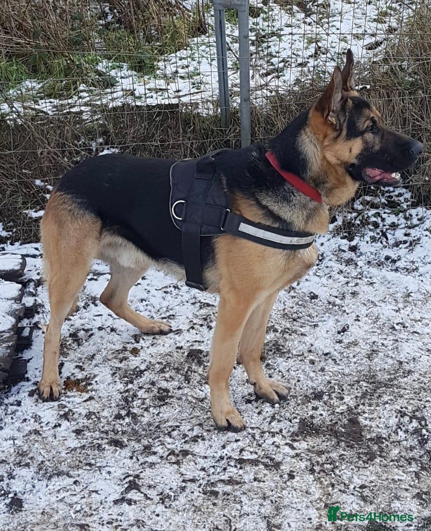 German Shepherd dogs Big straight back puppies  - Advert 1