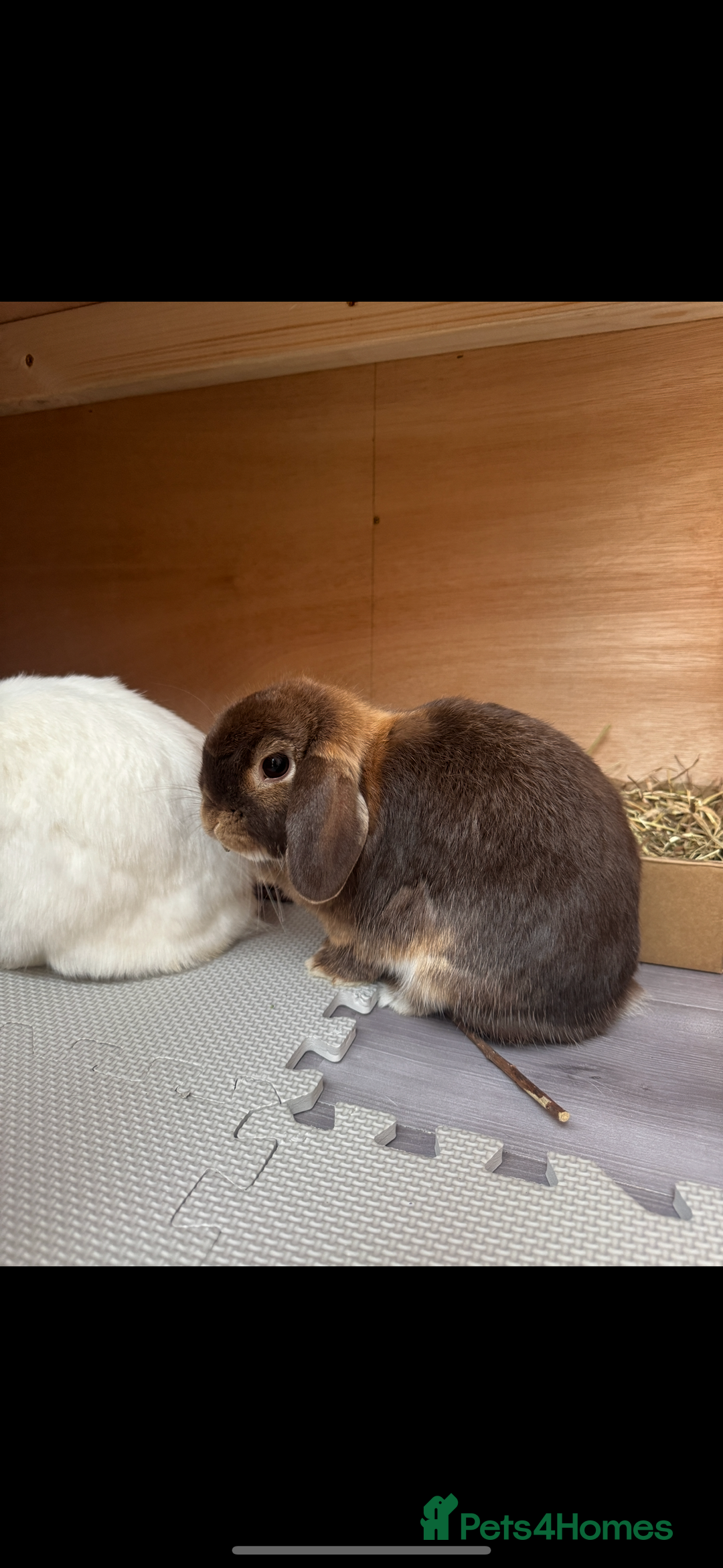 Mini Lop rabbits for sale: Bonded mini lop pair - 1 year olds  - Advert 2