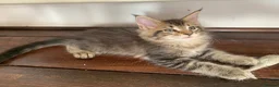 Maine Coon cats for sale: Pedigree GCCF Registered Maine Coon kittens - Advert 6