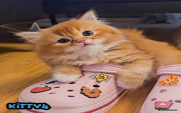 British Shorthair cats for sale: Adorable Kittens Ready For Reservation  - Image 25
