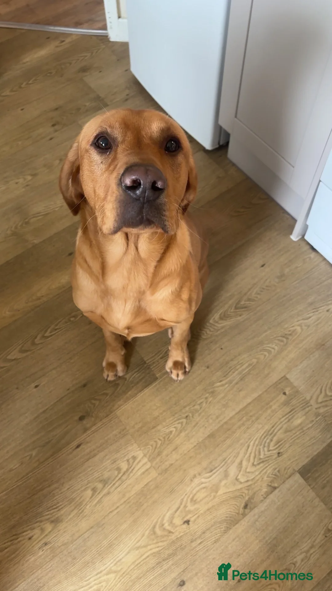 Labrador Retriever dogs for sale: Beautiful 1year old Labrador  in Ammanford - Advert 2