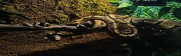 Python Snake reptiles for sale: Effy The Royal Python in Tiverton - Advert 6