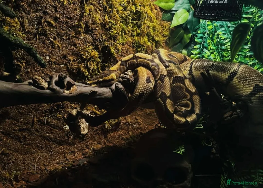 Python Snake reptiles for sale: Effy The Royal Python in Tiverton - Advert 6