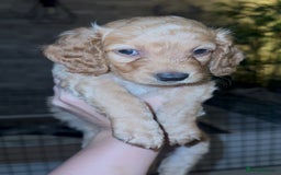 Cockapoo dogs for sale: 6 Stunning Cockapoos ✨ AVAILABLE NOW ✨ in Stalybridge - Image 12