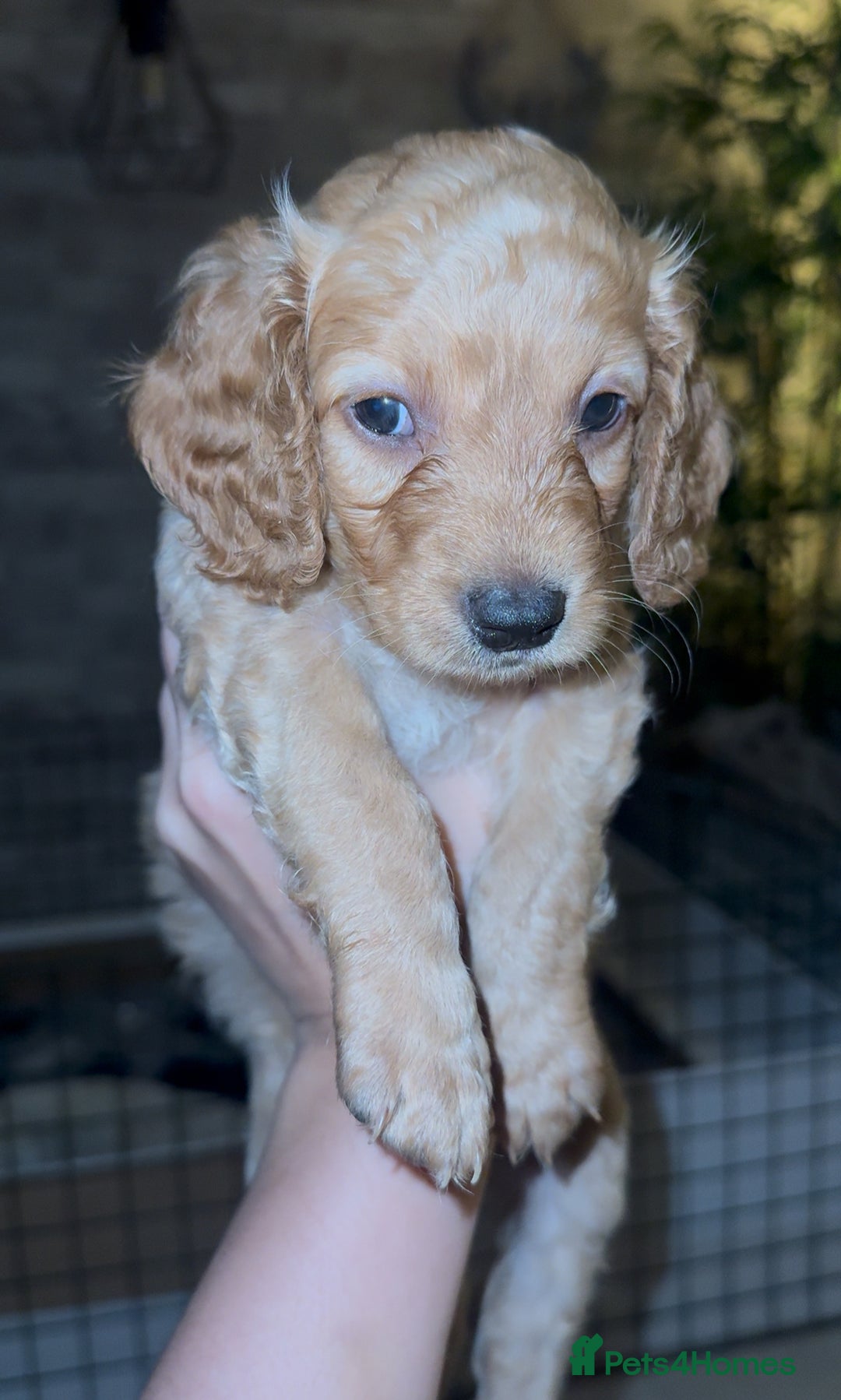 Cockapoo dogs for sale: 6 Stunning Cockapoos ✨ AVAILABLE NOW ✨ in Stalybridge - Image 12
