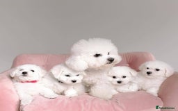 Bichon Frise dogs for sale: Lovely Bichon Frise for sale  - Image 1