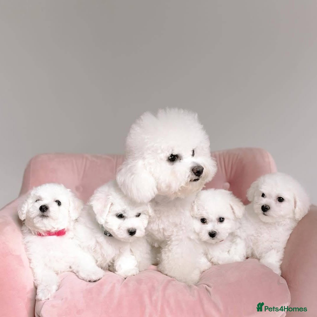 Bichon Frise dogs for sale: Lovely Bichon Frise for sale  - Image 1
