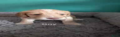 Cockapoo 1
