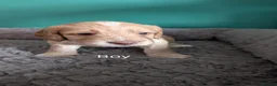Cockapoo dogs for sale: Outstanding F1b Cockapoo Puppies 🌟 - Advert 1