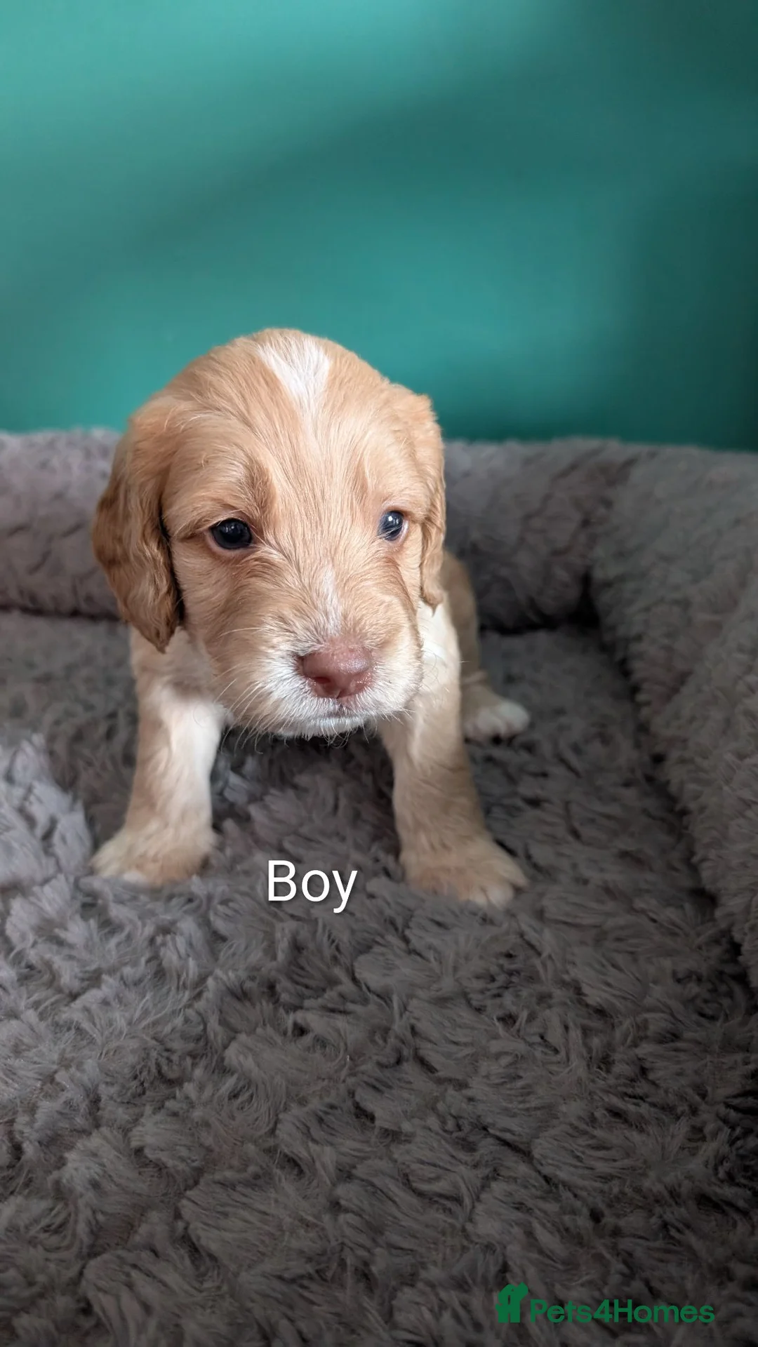 Cockapoo dogs for sale: Outstanding F1b Cockapoo Puppies 🌟 - Advert 1