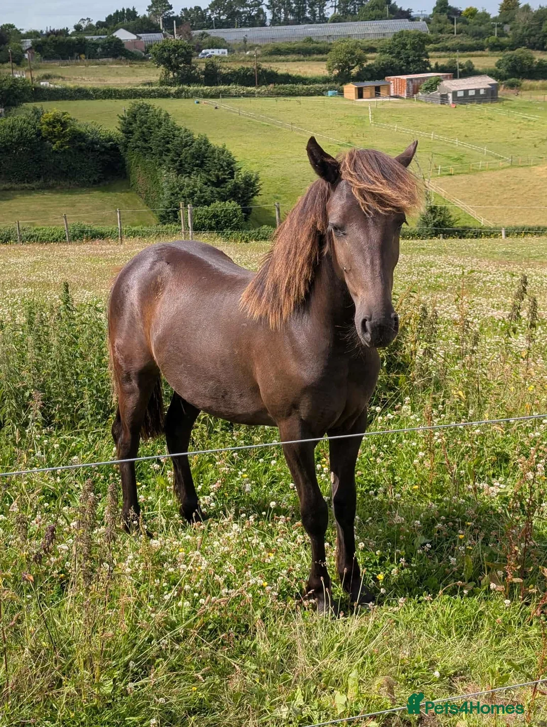 Other Breed horses for sale: Tinkerbell 12.2 18 month old  - Advert 11