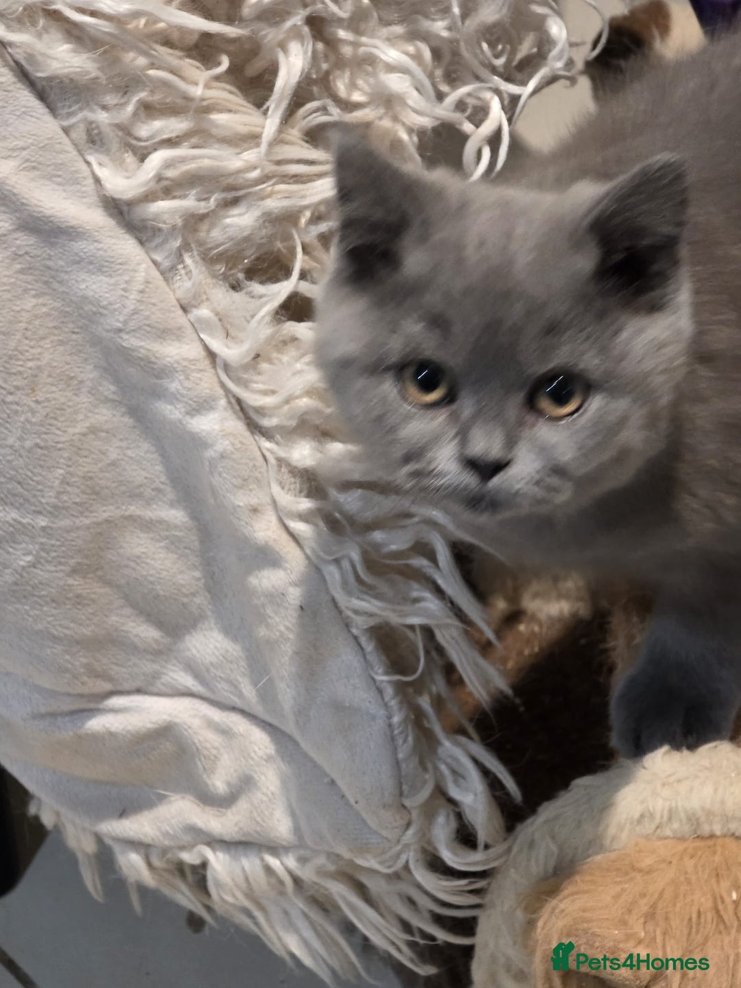 British Shorthair cats for sale: Last gorgeous pedegree kitten ready to leave.   - Advert 4