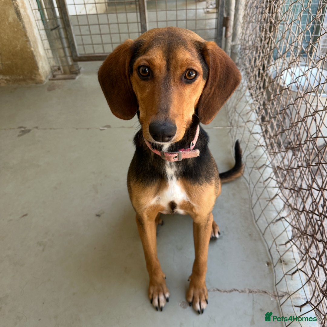 Mixed Breed dogs for adoption: Jilly (Greek Harehound mix) - Image 6