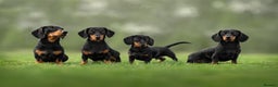 Miniature Dachshund dogs for stud: Champion Sired 4kg - PRA clear - Proven Stud in Tunbridge Wells - Advert 5