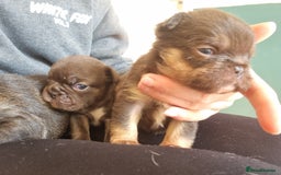 French Bulldog dogs for sale: French bulldogs/ wire hair  - Image 6