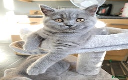 British Shorthair cats for sale: GCCF REG. ACTIVE BSH KITTENS SHOW LINES - Image 7