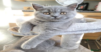 British Shorthair cats - Advert 7
