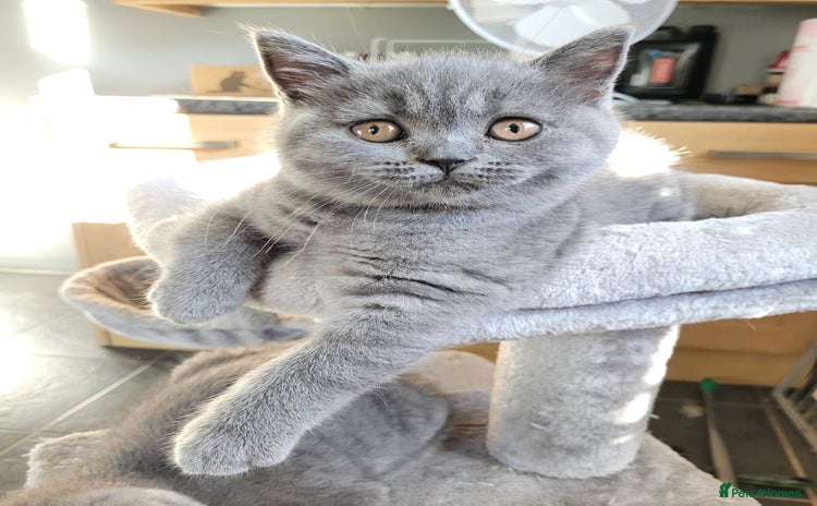 British Shorthair cats - Advert 1