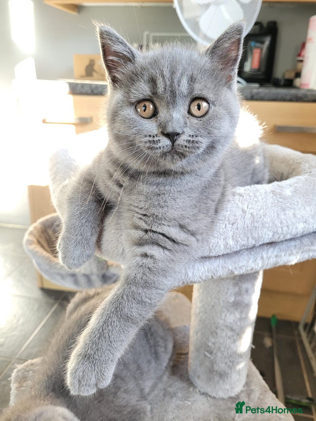 British Shorthair cats for sale: GCCF REG. ACTIVE BSH KITTENS SHOW LINES - Image 7
