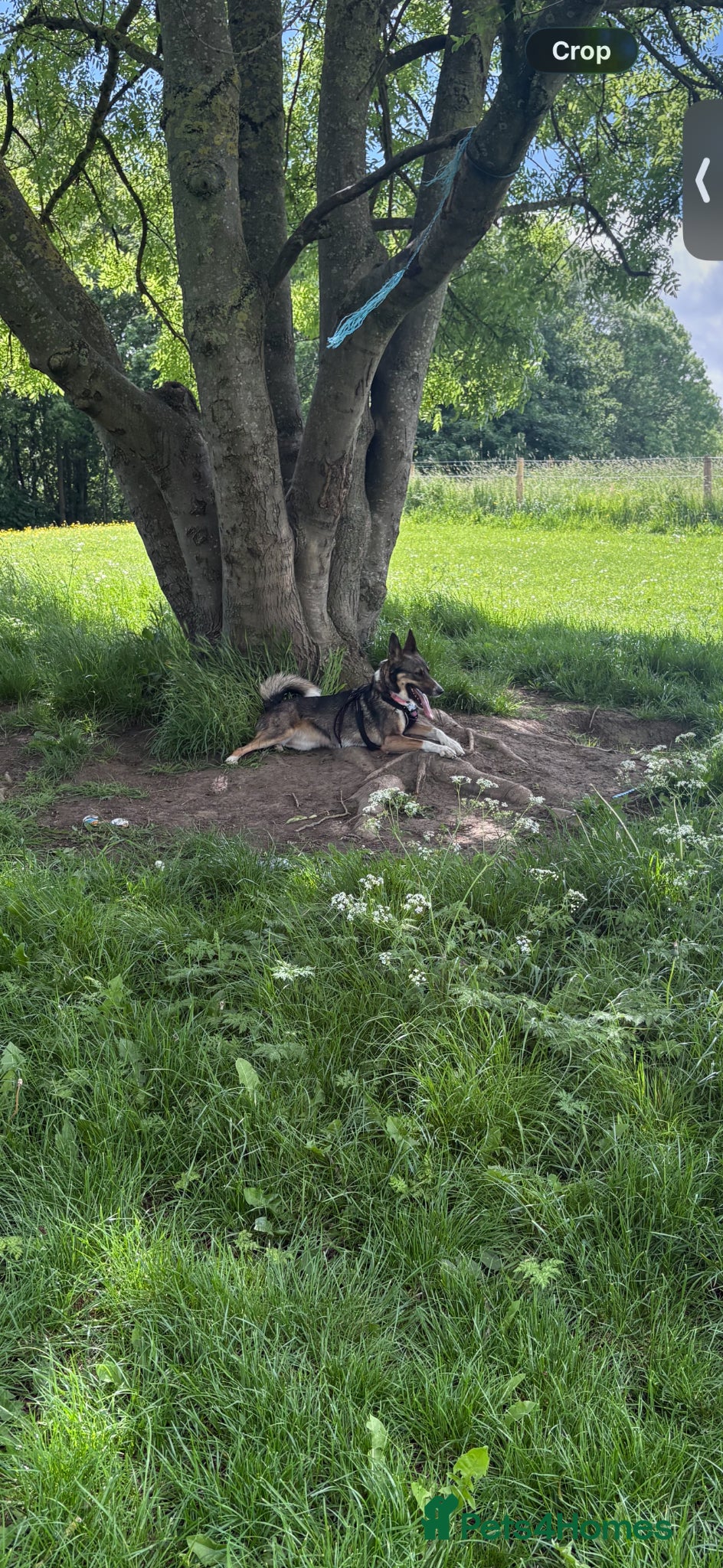 Mixed Breed dogs for sale: German shepherd Border collie cross - Advert 7