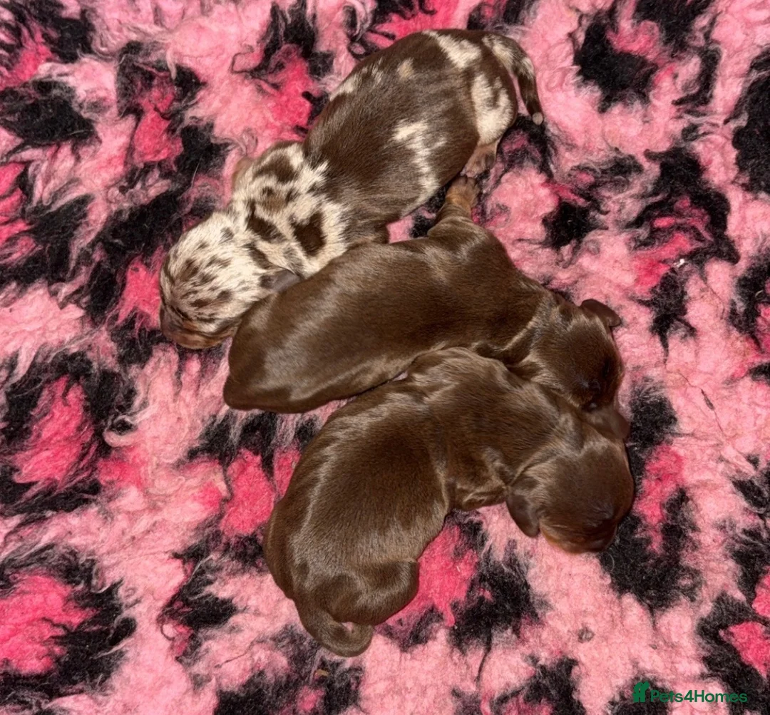 Miniature Dachshund dogs for sale: Miniature Daschund  - Advert 4