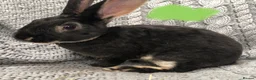 Rex rabbits for sale: Beautiful velvet mini Rex & Rex rabbits - Advert 24