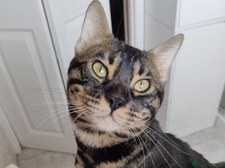 Bengal cats - Advert 35