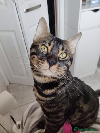 Bengal cats Charcoal brown bengal stud glitter coat - Advert 1